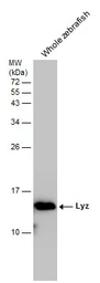 Anti-Lyz antibody used in Western Blot (WB). GTX132379