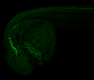Anti-Vim antibody used in IHC (Whole mount) (IHC-Wm). GTX133061