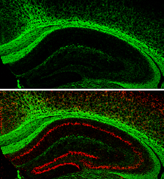 Anti-Myelin basic protein antibody used in IHC (Frozen sections) (IHC-Fr). GTX133108