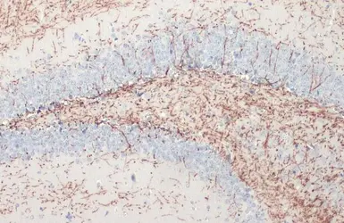 Anti-Myelin basic protein antibody used in IHC (Paraffin sections) (IHC-P). GTX133108