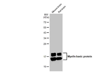 Anti-Myelin basic protein antibody used in Western Blot (WB). GTX133108