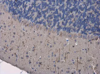 Anti-MAP2 antibody used in IHC (Paraffin sections) (IHC-P). GTX133109