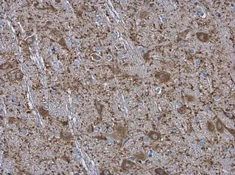 Anti-MAP2 antibody used in IHC (Paraffin sections) (IHC-P). GTX133109