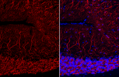 Anti-MAP2 antibody used in IHC (Paraffin sections) (IHC-P). GTX133109