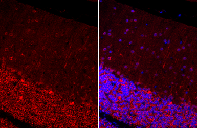 Anti-MAP2 antibody used in IHC (Paraffin sections) (IHC-P). GTX133109