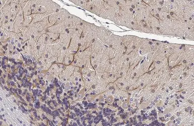 Anti-MAP2 antibody used in IHC (Paraffin sections) (IHC-P). GTX133109
