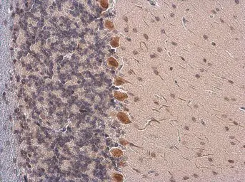 Anti-Somatostatin antibody used in IHC (Paraffin sections) (IHC-P). GTX133119