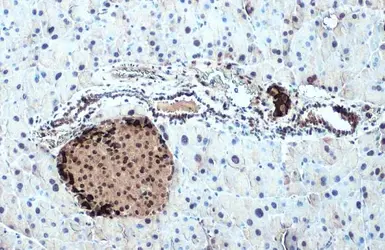 Anti-Somatostatin antibody used in IHC (Paraffin sections) (IHC-P). GTX133119