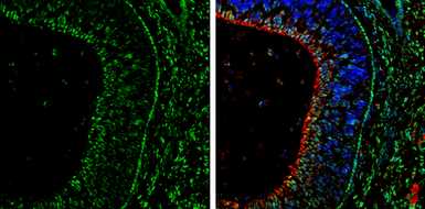Anti-OTX2 antibody used in IHC (Frozen sections) (IHC-Fr). GTX133210