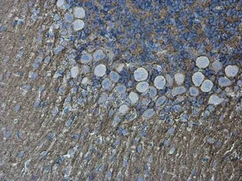 Anti-NCAM antibody used in IHC (Paraffin sections) (IHC-P). GTX133217