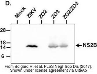 Anti-Zika virus NS2B protein antibody used in Western Blot (WB). GTX133308