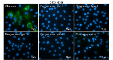 Anti-Zika virus NS2B protein antibody used in Immunocytochemistry/ Immunofluorescence (ICC/IF). GTX133308