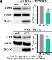 Anti-Zika virus Envelope protein antibody used in Western Blot (WB). GTX133314
