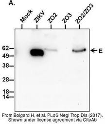 Anti-Zika virus Envelope protein antibody used in Western Blot (WB). GTX133314