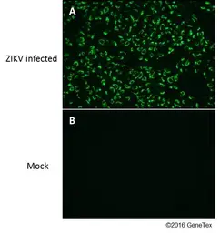 Anti-Zika virus Envelope protein antibody used in Immunocytochemistry/ Immunofluorescence (ICC/IF). GTX133314