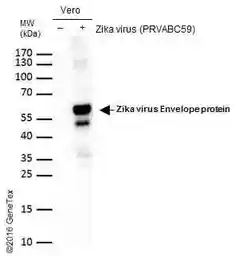 Anti-Zika virus Envelope protein antibody used in Western Blot (WB). GTX133314