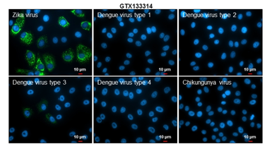 Anti-Zika virus Envelope protein antibody used in Immunocytochemistry/ Immunofluorescence (ICC/IF). GTX133314