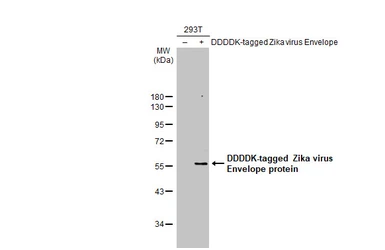 Anti-Zika virus Envelope protein antibody used in Western Blot (WB). GTX133314