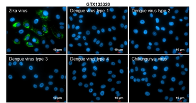 Anti-Zika virus NS3 protein antibody used in Immunocytochemistry/ Immunofluorescence (ICC/IF). GTX133320