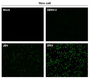 Anti-Zika virus NS3 protein antibody used in Immunocytochemistry/ Immunofluorescence (ICC/IF). GTX133320