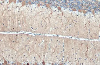 Anti-DARPP-32 antibody used in IHC (Paraffin sections) (IHC-P). GTX133350