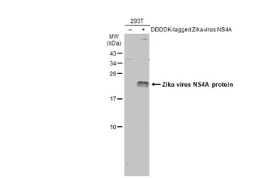 Anti-Zika virus NS4A protein antibody used in Western Blot (WB). GTX133704