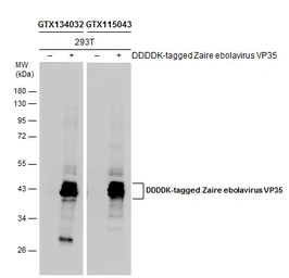 Anti-Ebola virus VP35 antibody used in Western Blot (WB). GTX134032