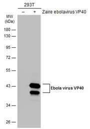 Anti-Ebola virus VP40 antibody used in Western Blot (WB). GTX134034
