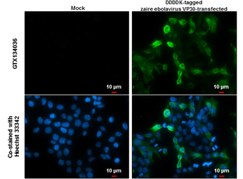 Anti-Ebola virus VP30 antibody used in Immunocytochemistry/ Immunofluorescence (ICC/IF). GTX134036
