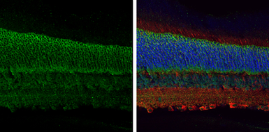 Anti-EAAT1 antibody used in IHC (Paraffin sections) (IHC-P). GTX134059