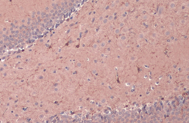 Anti-CD11b antibody used in IHC (Paraffin sections) (IHC-P). GTX134493