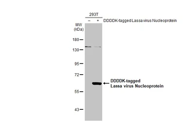 Anti-Lassa virus Nucleoprotein antibody used in Western Blot (WB). GTX134873