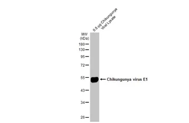 Anti-Chikungunya virus E1 antibody used in Western Blot (WB). GTX135187
