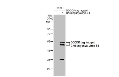 Anti-Chikungunya virus E1 antibody used in Western Blot (WB). GTX135187