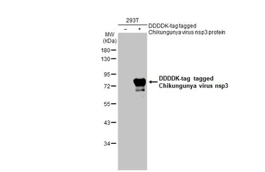Anti-Chikungunya virus nsP3 antibody used in Western Blot (WB). GTX135189