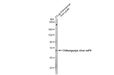 Anti-Chikungunya virus nsP4 antibody used in Western Blot (WB). GTX135190