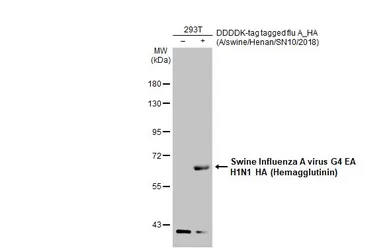 Anti-Swine Influenza A virus G4 EA H1N1 HA (Hemagglutinin) antibody used in Western Blot (WB). GTX135762