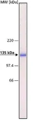Anti-pan Cadherin antibody [CH-19] used in Western Blot (WB). GTX26528