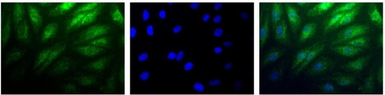 Anti-HIF2 alpha antibody used in Immunocytochemistry/ Immunofluorescence (ICC/IF). GTX30114