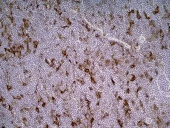 Anti-CD86 antibody [24F] used in IHC (Frozen sections) (IHC-Fr). GTX41787