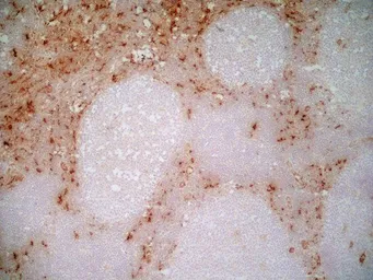 Anti-CD163 antibody [EDHu-1] used in IHC (Frozen sections) (IHC-Fr). GTX42365