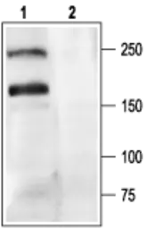 Anti-Cav2.1 antibody used in Western Blot (WB). GTX54753