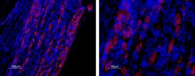 Anti-Cav3.2 antibody used in IHC (Frozen sections) (IHC-Fr). GTX54813