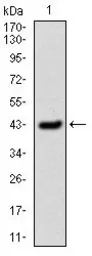 Anti-PAI-1 antibody [1D5] used in Western Blot (WB). GTX60537