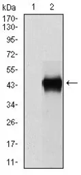 Anti-PAI-1 antibody [1D5] used in Western Blot (WB). GTX60537