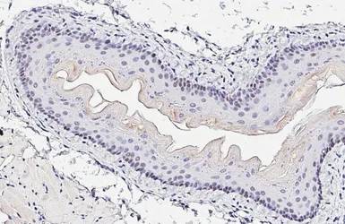 Anti-SOX2 antibody [GT1876] used in IHC (Paraffin sections) (IHC-P). GTX627404