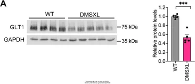 Anti-GAPDH antibody [GT239] used in Western Blot (WB). GTX627408
