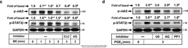 Anti-GAPDH antibody [GT239] used in Western Blot (WB). GTX627408