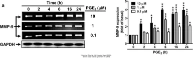 Anti-GAPDH antibody [GT239] used in Western Blot (WB). GTX627408