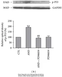Anti-GAPDH antibody [GT239] used in Western Blot (WB). GTX627408